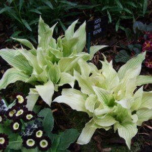 Хоста White Feather