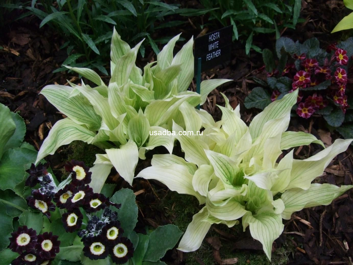 Хоста White Feather