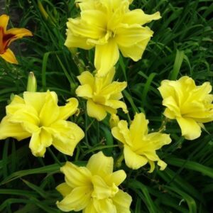 Лилейник Дабэ Ривэ Вай