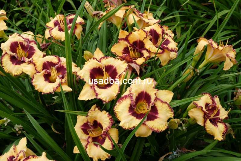 Лилейник Tiger Blood