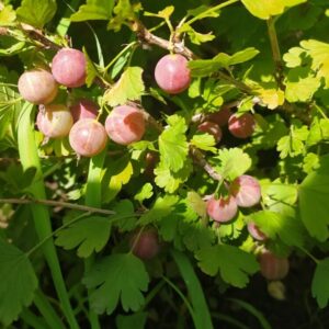 Крыжовник Краснославянский