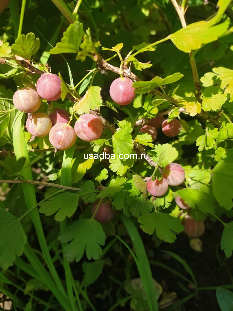 Крыжовник Краснославянский