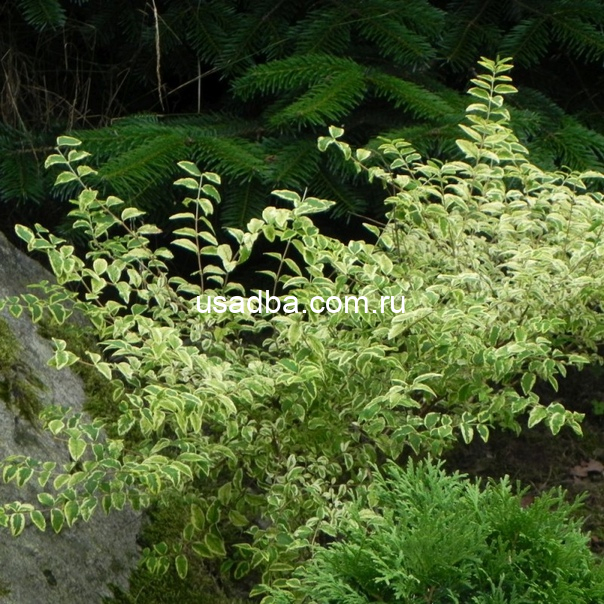 Снежноягодник вариегата