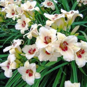 Лилейник Пандорас Бокс