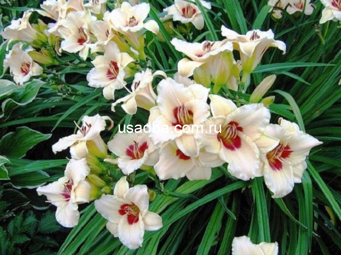 Лилейник Пандорас Бокс