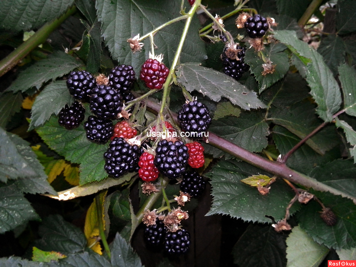 Ежевика Торнфри