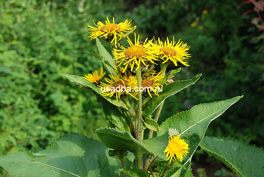 Девясил — изображение 2
