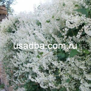 Горец Ауберта