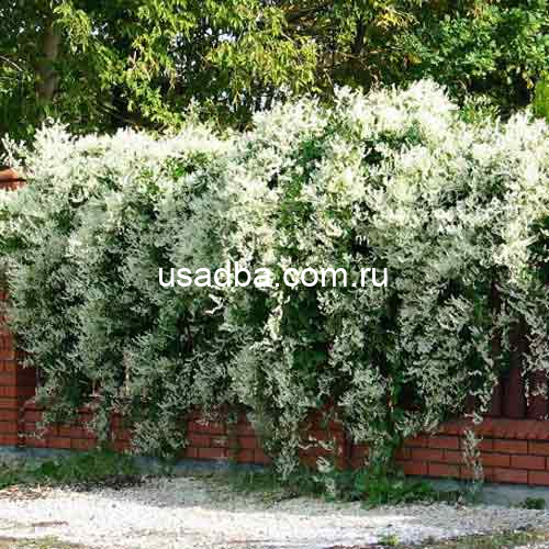 Горец Ауберта — изображение 3