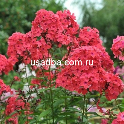 Флокс метельчатый Red Riding Hood