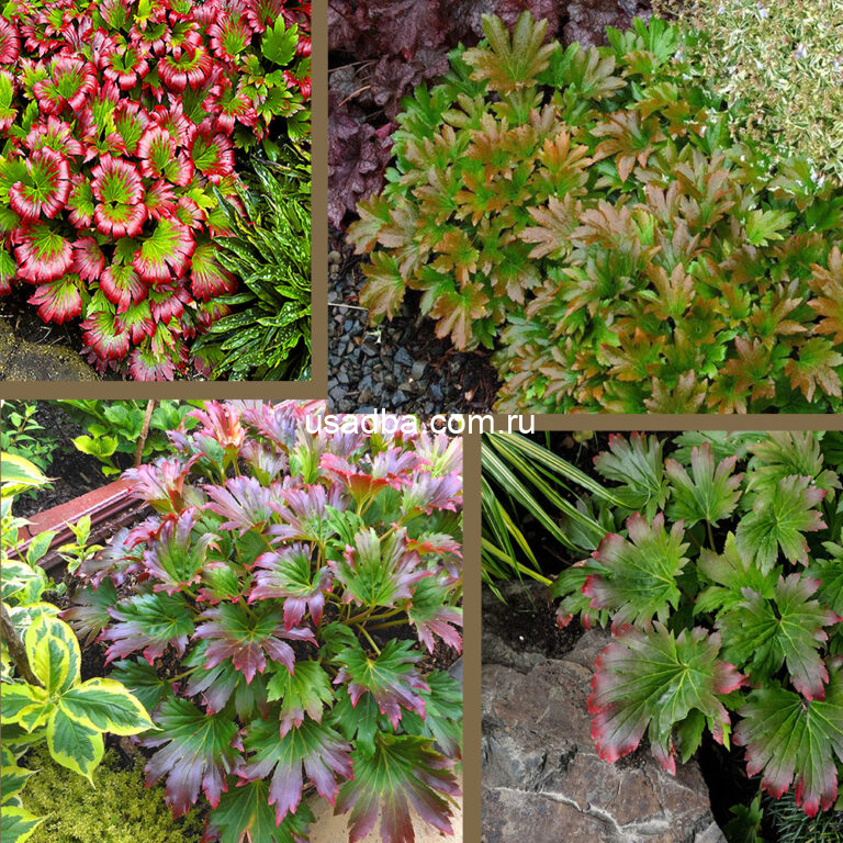 Мукдения фото и описание кустарника Мукдения фото и описание кустарника