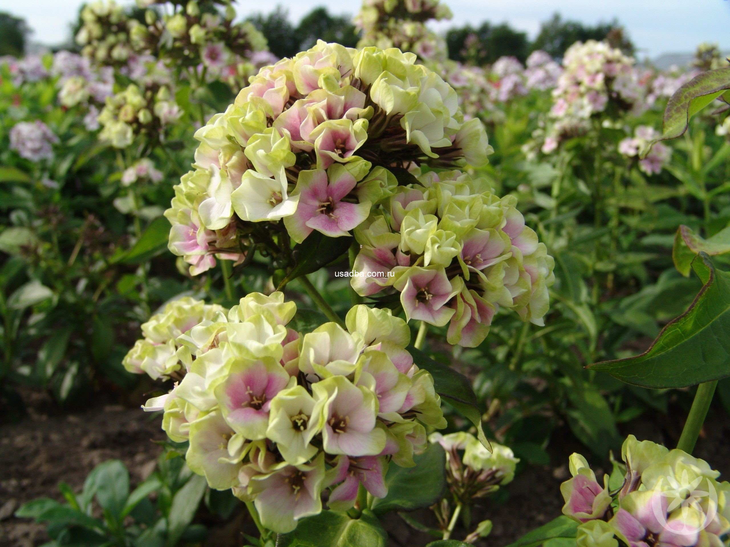 Флокс метельчатый Sherbet Blend