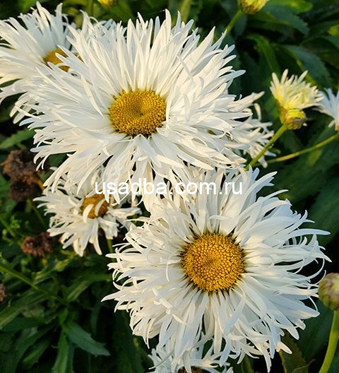 Нивяник Crazy Daisy