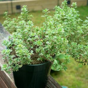 Тимьян вариегата