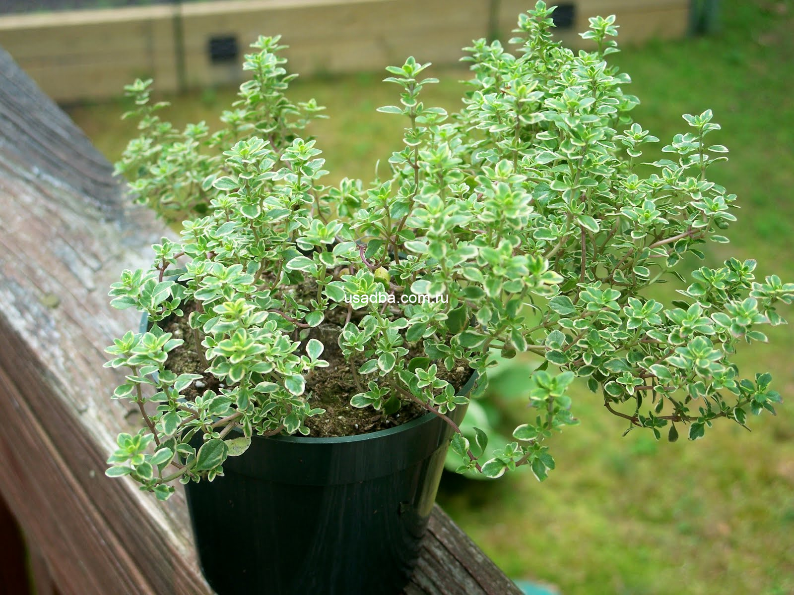 Тимьян вариегата