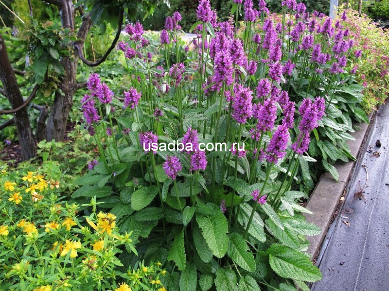 Чистец Hummelo