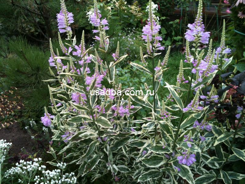 Физостегия Variegata