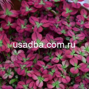 Клевер ползучий  Isabella