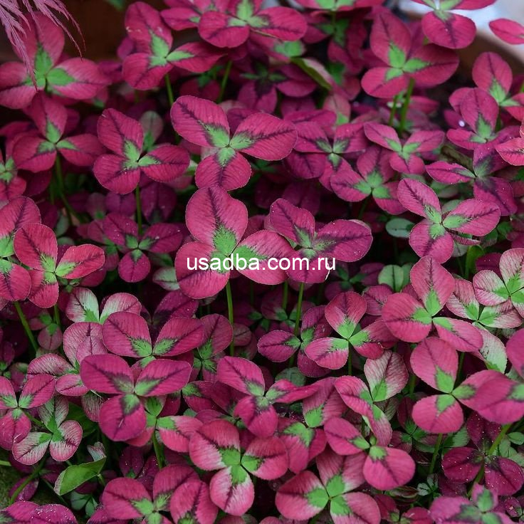 Клевер ползучий Isabella