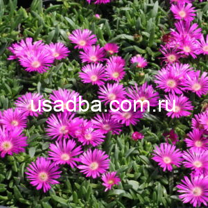 Делосперма Sundella Neon