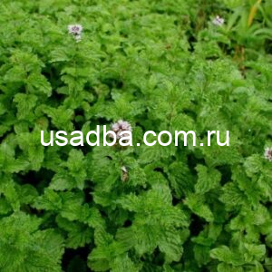 Мята кудрявая Сrispa