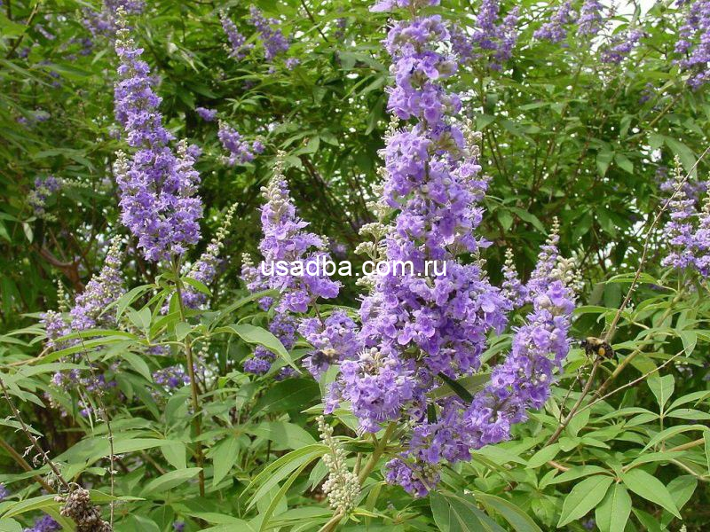 Витекс священный — изображение 2