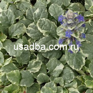Живучка Variegata