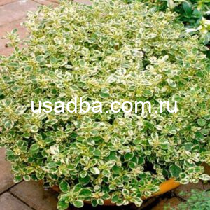 Душица обыкновенная Variegatum