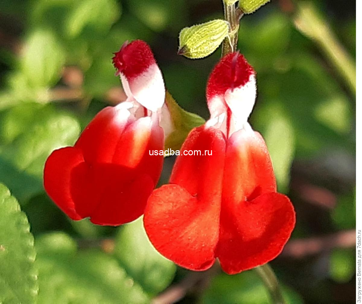 Шалфей мелколистный Hot Lips — изображение 2