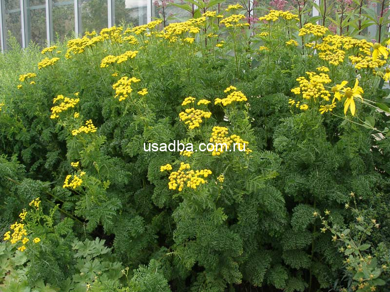 Пижма Криспа