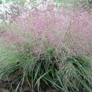 Полевичка видная Eragrostis