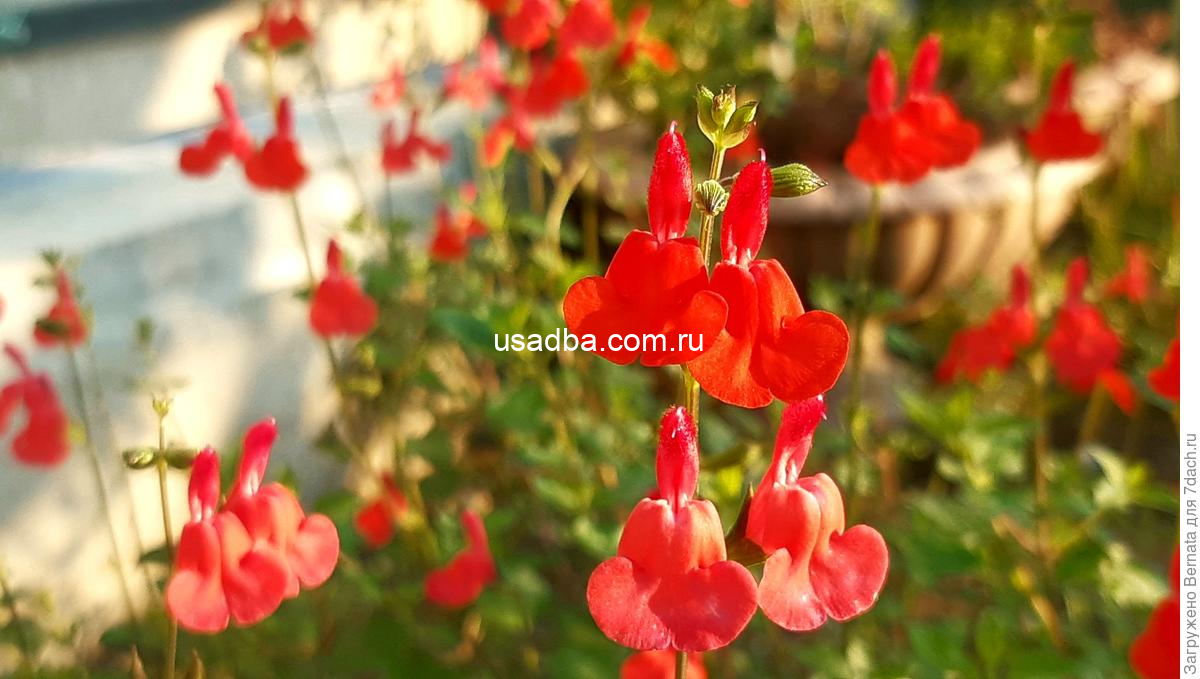 Шалфей мелколистный Hot Lips