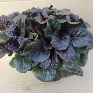 Живучка ползучая Black Scallop