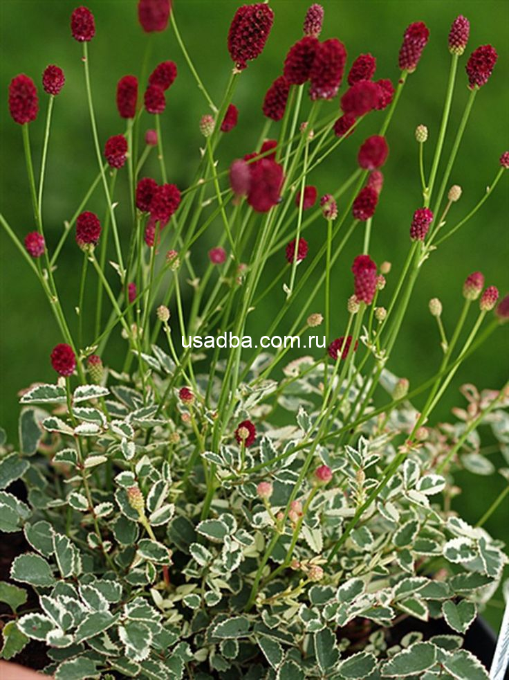 Кровохлёбка Little Angel