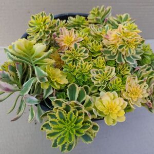 Очиток Миддендорфа Variegata