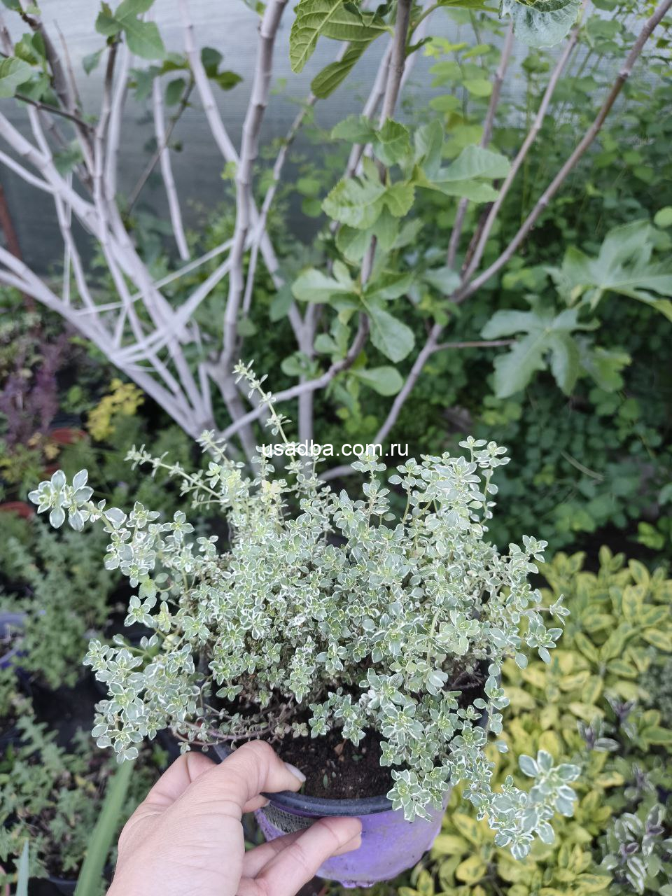 Тимьян вариегата — изображение 2