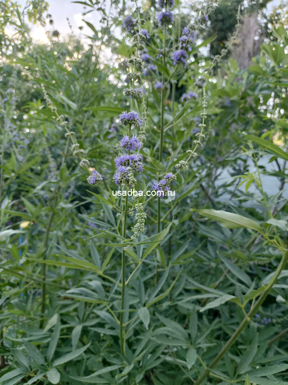 Витекс священный — изображение 3