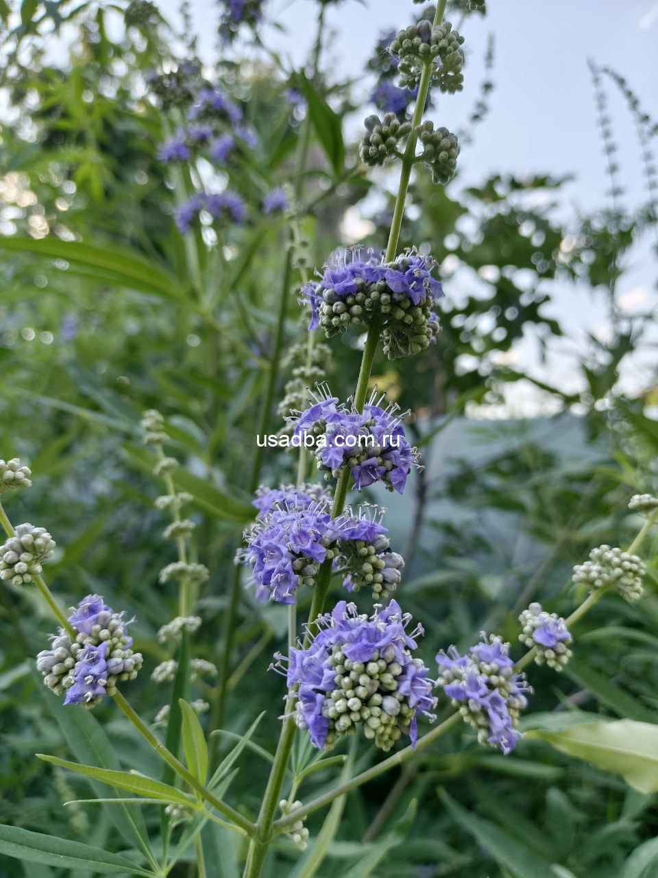 Витекс священный — изображение 4