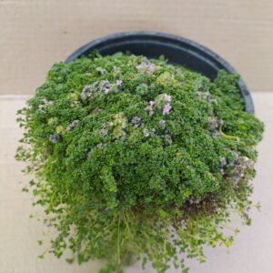 Тимьян ранний Пигмей