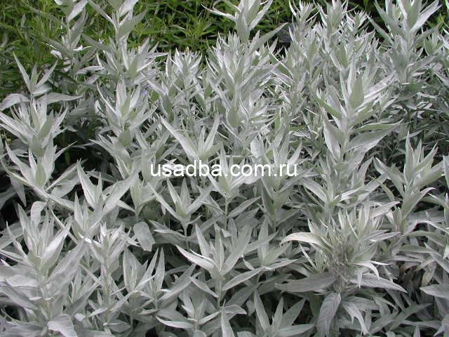 Полынь Людовика