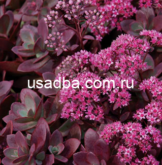 Очиток розовый