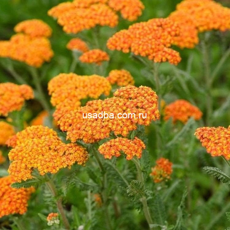 Тысячелистник Walter Funke