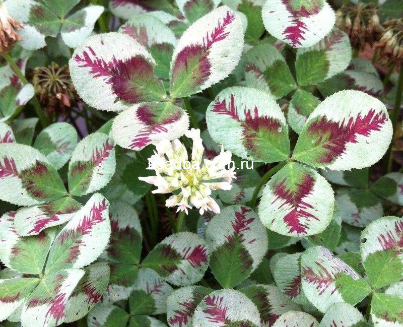 Клевер ползучий Dragons Blood