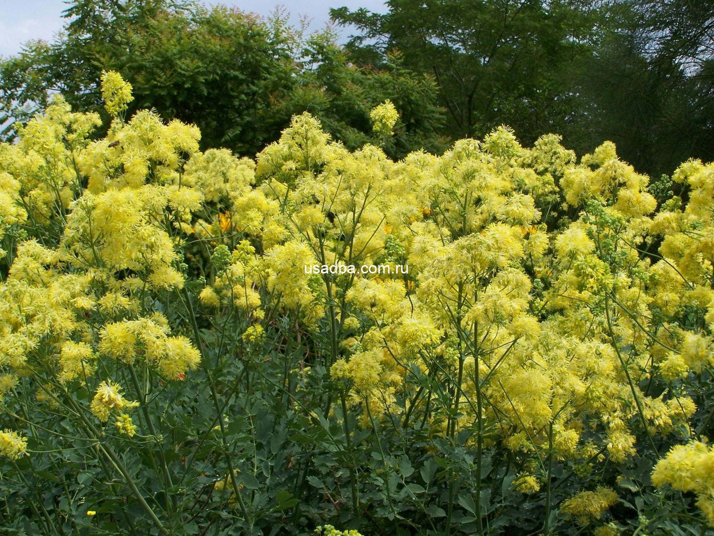 Василистник желтый