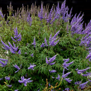 Витекс священный