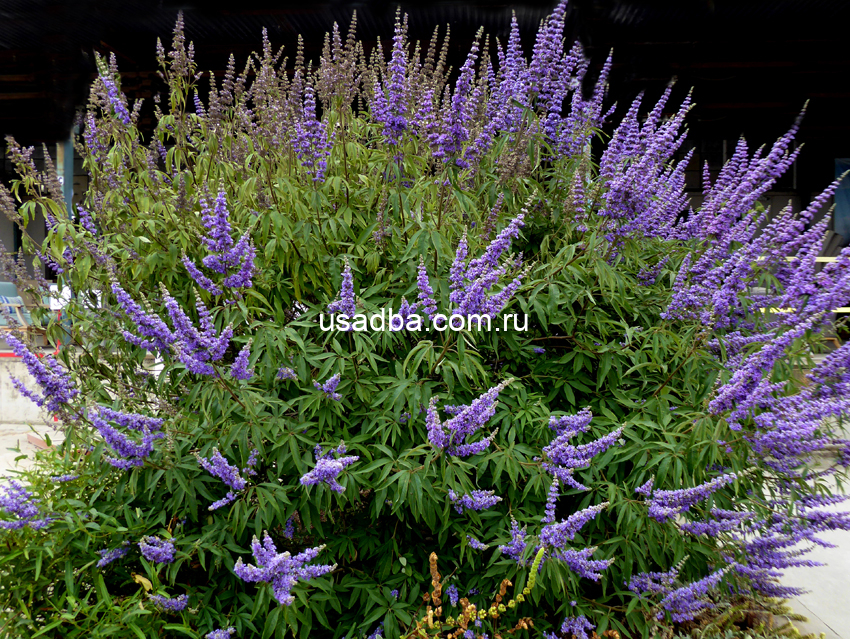 Витекс священный