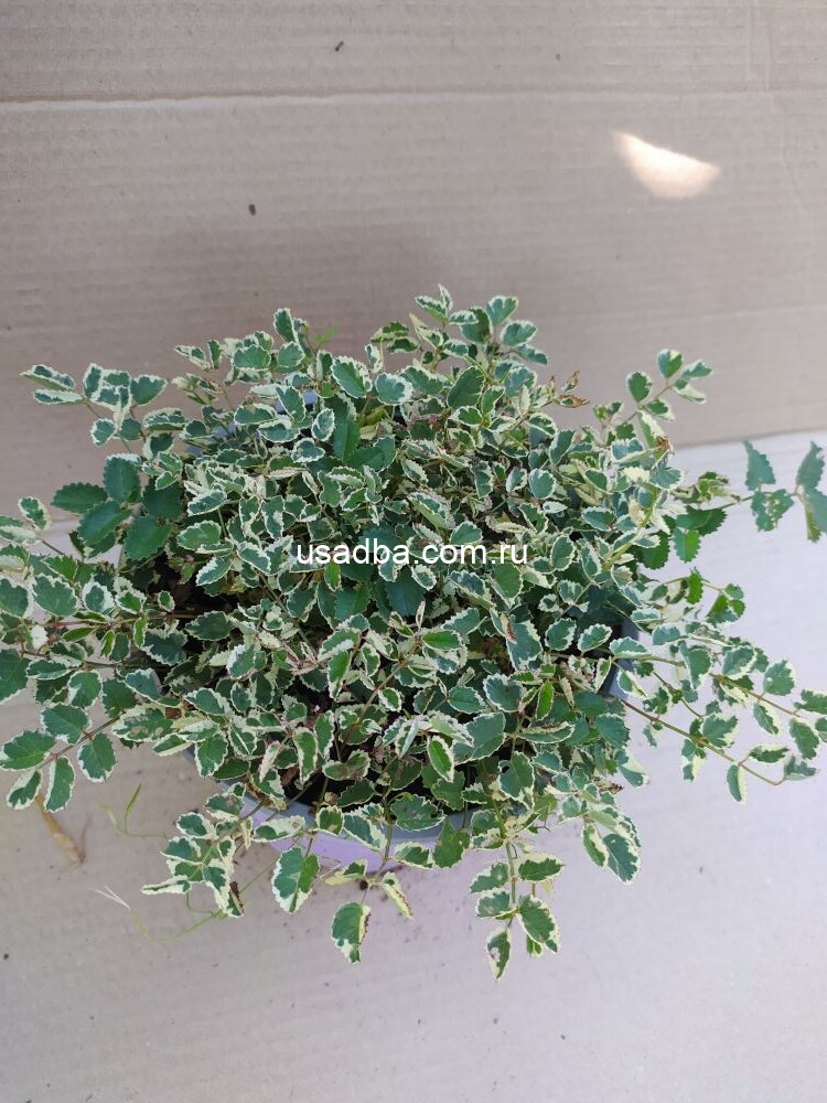 Кровохлёбка Little Angel — изображение 2