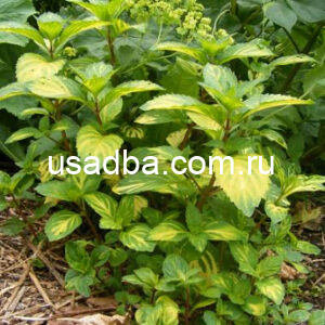 Мята имбирная