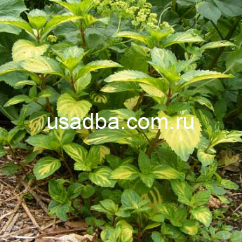 Мята имбирная