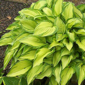 Хоста Альбопикта